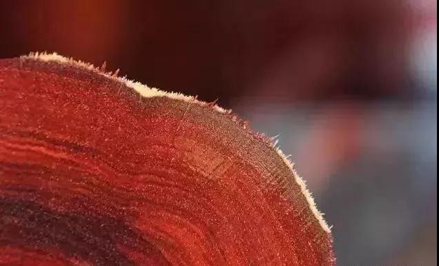 原木砍下來要“泡水”2-3年是真的嗎？